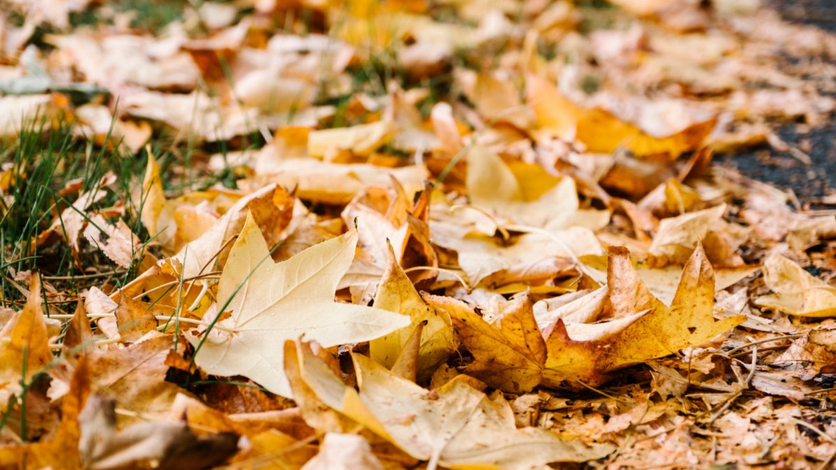 Le temps de décomposition des feuilles mortes : un pilier pour l’équilibre de l’écosystème