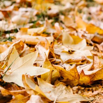 Le temps de décomposition des feuilles mortes : un pilier pour l’équilibre de l’écosystème