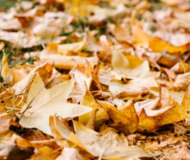 Le temps de décomposition des feuilles mortes : un pilier pour l’équilibre de l’écosystème